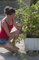 Frau schneidet abgeerntete Ruten von Himbeere (Rubus) zurück