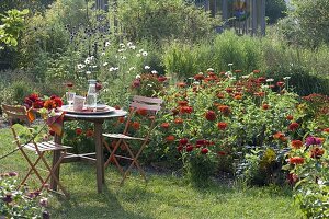 Rotes Beet mit Zinnia (Zinnien), Helenium 'Rubinzwerg' (Sonnenbraut)