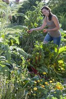 Woman harvesting tomatoes on the hillside bed