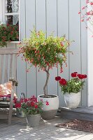 Flowering dwarf pomegranate, Pelargonium zonal