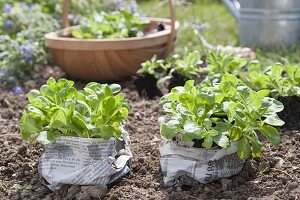 Corn salad in late summer in the garden plants