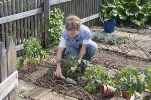 Plant tomatoes and marigolds in an organic garden bed