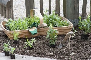 Beet mit einjaehrigen Sommerblumen anlegen