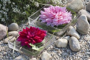 Large dahlia flowers with miscanthus