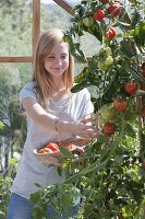 Tomatenernte im Gewächshaus