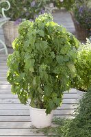 Green Shiso (Perilla frutescens), Japanese condiment