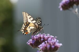 Verbena bonariensis with swallowtail butterfly