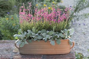 Daboetia and Cineraria maritima