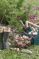 As from September it's planting time for flower bulbs