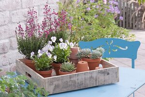 Clay pots with Viola cornuta, Daboecia