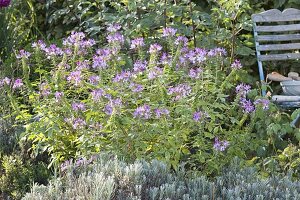 Cleome spinosa 'Senorita rosalita' in bed with lavender