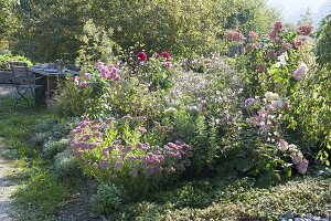 Rosa blühendes Fruehherbstbeet : Sedum telephium (Fetthenne), Anemone