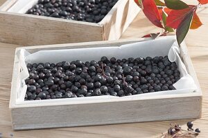 Schwarze Beeren von Aronia - Apfelbeere zum Trocknen