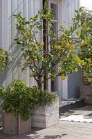 Mediterranean terrace with citrus