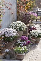 Topfarrangement mit Chrysanthemum (Herbstchrysanthemen)