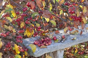 Malus (ornamental apple) cut for floristic decorations