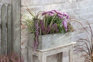 Grauer Kasten mit Chrysanthemum (Herbstchrysantheme), Erica gracilis