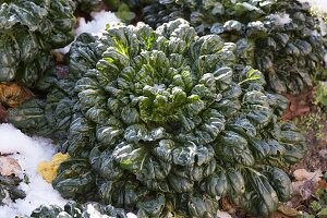 Pak Choi auch Pak Choi (Brassica rapa chinensis) im Schnee