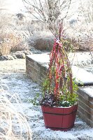 Square wooden bucket with Hedera and Gaultheria procumbens