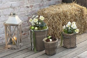 Christmas roses with winter protection on the terrace