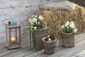 Christmas roses with winter protection on the terrace