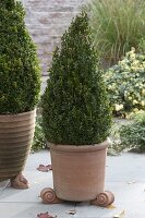 Box in terracotta pots on winter terrace