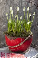 Muscari armeniacum 'White Magic' (weiße Traubenhyazinthen)