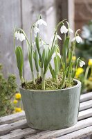 Topf mit Galanthus nivalis (Schneeglöckchen) auf Schlitten