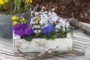 weiße Holzkiste mit Primula (Primeln) , Puschkinia scilloides