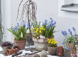 Frühlingserwachen : Eranthis (Winterlinge), Scilla (Blausternchen)