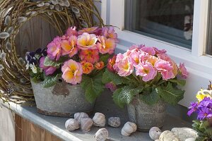 Primula acaulis 'Elodie' (Primeln) in Blechtoepfen auf der Fensterbank