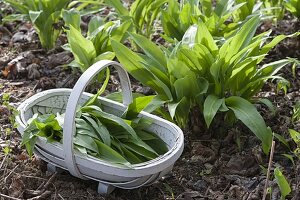 Bärlauch (Allium ursinum) im Beet, Korb mit frisch geerntem Bärlauch