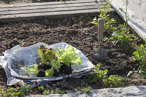 Young lettuce plants (Lactuca) for planting