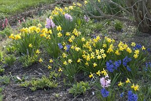 Narcissus 'Tete a Tete', 'Jetfire' (daffodil) and hyacinthus (hyacinth)