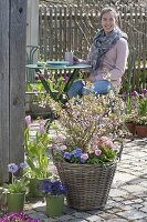 Prunus incisa 'February Pink' with Bellis