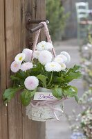 Bellis perennis 'Tasso Strawberries & Cream' (Daisy)