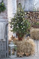 Picea abies (Rotfichte) als lebender Weihnachtsbaum auf Strohballen,