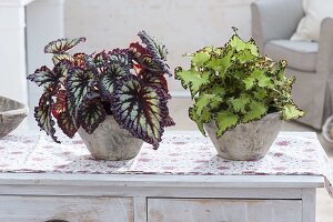 Begonia rex 'Fireworks' (Blattbegonie)