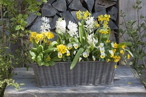 White-yellow planted basket box