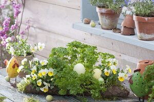 Baumrinde mit Viola cornuta 'Beacon Yellow' (Hornveilchen) und Petersilie