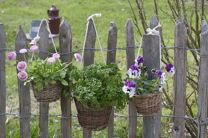 Basket with Viola wittrockianan (pansy), parsley