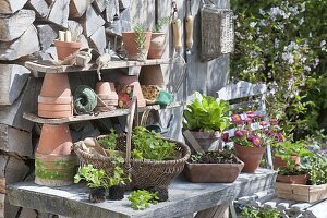 Planting table with young parsley plants, sowing tray