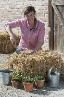 Grow strawberries on straw bales