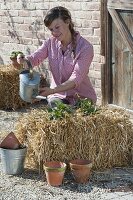 Grow strawberries on straw bales