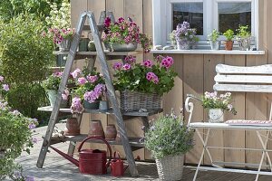 Balcony flowers on shelf of old wooden ladder