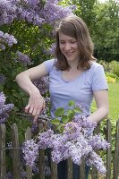 Woman cutting lilac in spring garden