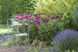 Beet mit Paeonia lactiflora 'Pink Double' (Pfingstrosen)