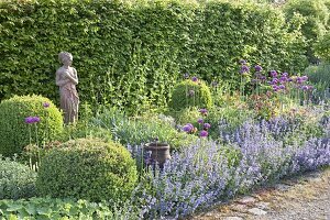 Beet mit Buxus (Buchs - Kugeln), Nepeta (Katzenminze) und Allium