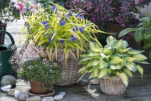 Tradescantia X andersoniana 'Sweet Kate' Gold