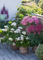 Hydrangea macrophylla 'The Bride', 'Tivoli Pink'